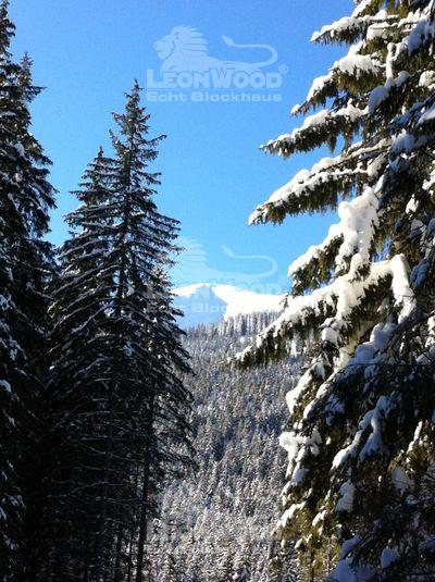 Wald Rohstoff Holz als Grundlage im Blockhausbau