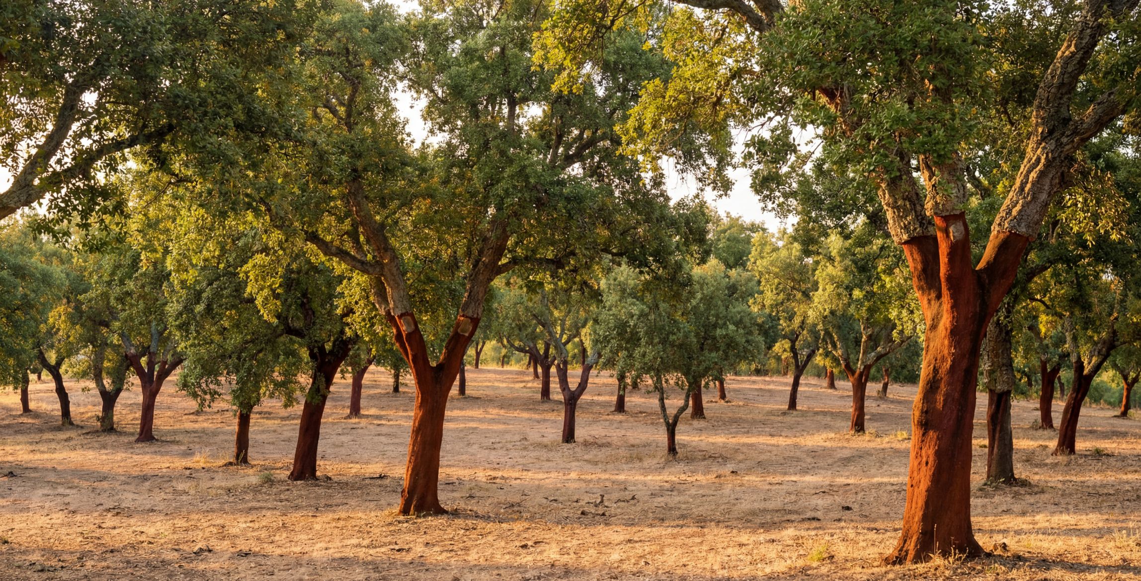 Dämmstoff Kork | Bau & Ökologie - LéonWood