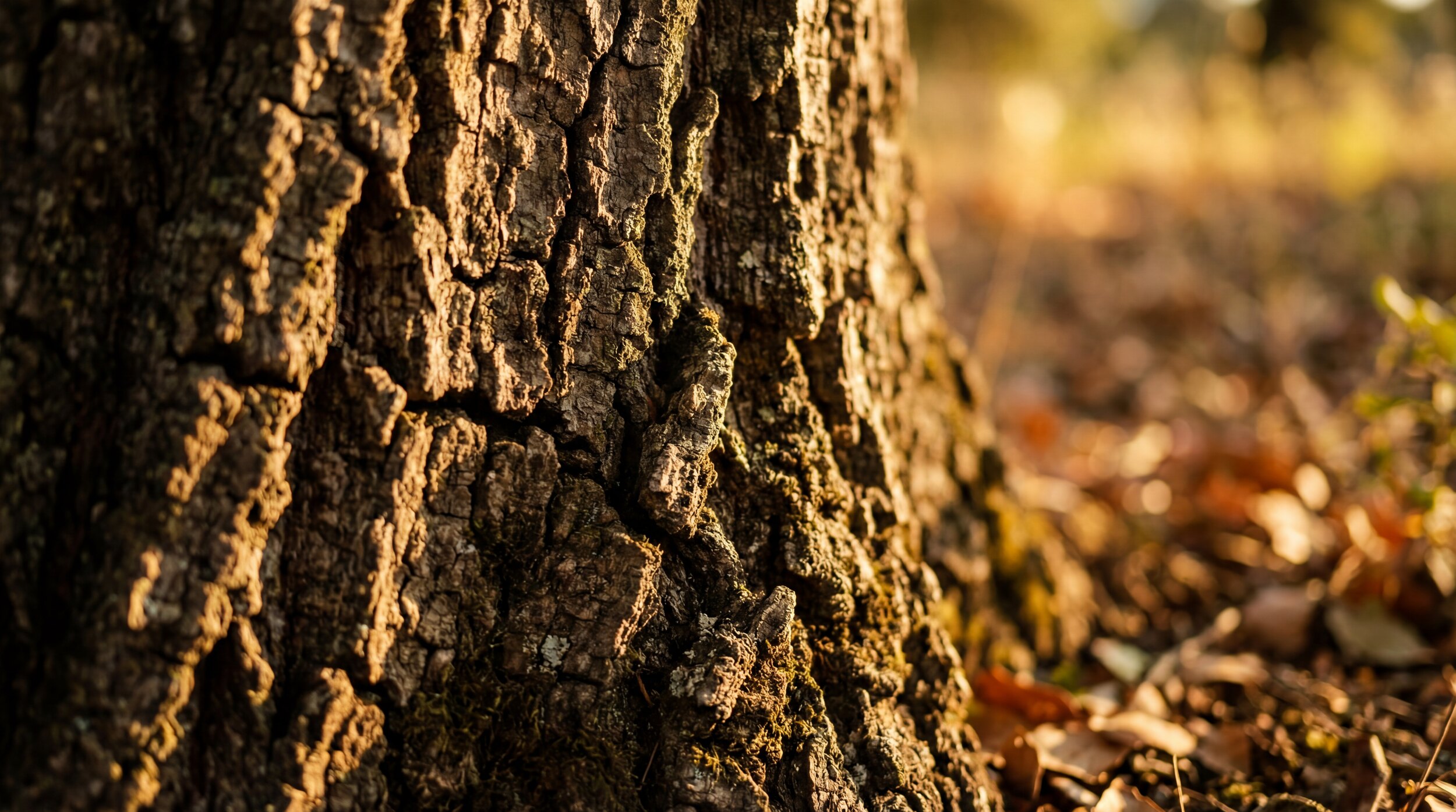 Dämmstoff Kork | Bau & Ökologie - LéonWood